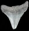 Juvenile Megalodon Tooth - South Carolina #54188-1
